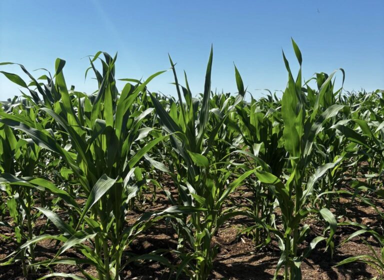 Clima Favorável Impulsiona Cultivo de Milho e Soja em Alegrete