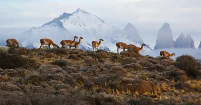 Descubra o Chile: 9 Destinos Imperdíveis do Deserto à Patagônia