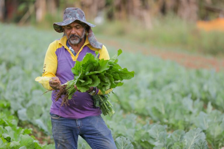 Pernambuco Lança Cadastramento do Programa Chapéu de Palha 2026 no Sertão