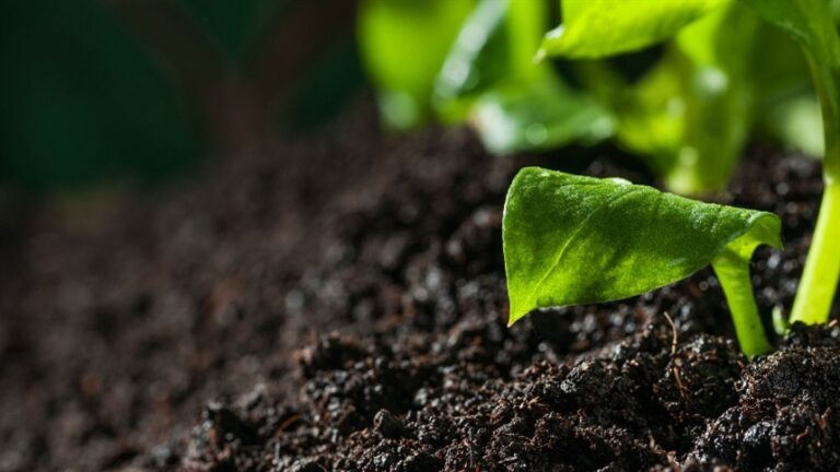 A Saúde do Solo: Fundamental para a Agricultura Sustentável