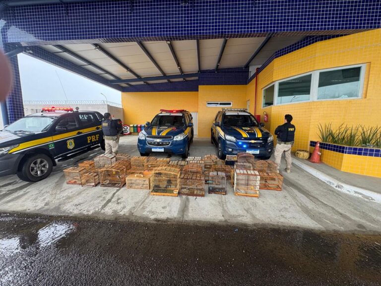Ação da PRF Recupera 132 Aves Silvestres em Petrolina e Combate a Comércio Ilegal Ação da PRF Recupera 132 Aves Silvestres em Petrolina e Combate a Comércio Ilegal