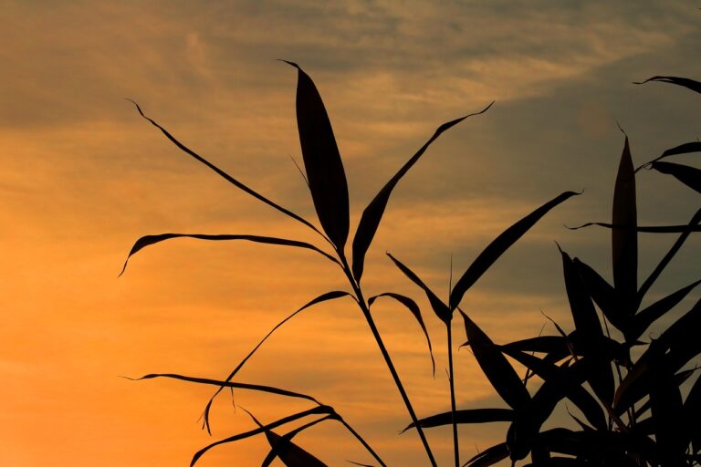 Alerta Amarelo do INMET para Baixa Umidade e Risco de Incêndios em Petrolina até Quarta-feira Alerta Amarelo do INMET para Baixa Umidade e Risco de Incêndios em Petrolina até Quarta-feira