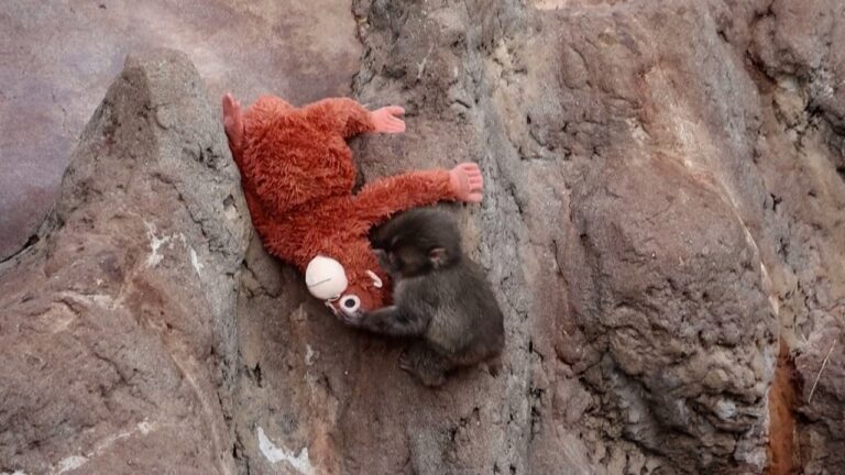 Desafio Visual: Encontre o Macaco Punch e Descubra o Que É Viral nas Redes Desafio Visual: Encontre o Macaco Punch e Descubra o Que É Viral nas Redes