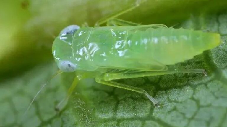 Estratégias de Manejo Eficazes Contra a Cigarrinha: Protegendo Culturas com Tecnologia