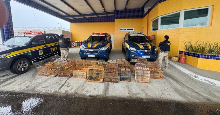 Polícia Rodoviária Federal Resgata 137 Aves Silvestres em Ação Contra Comércio Ilegal Polícia Rodoviária Federal Resgata 137 Aves Silvestres em Ação Contra Comércio Ilegal