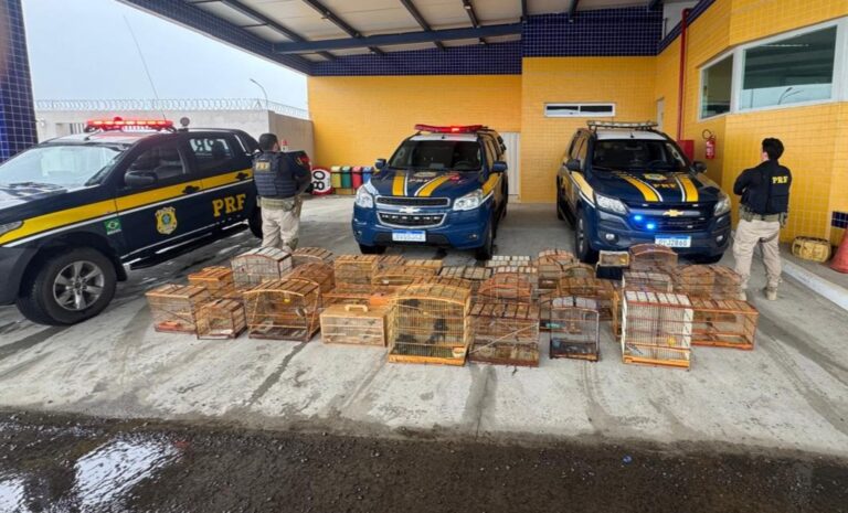 Resgate de 132 Aves Silvestres: PRF Combate o Tráfico na BR 407