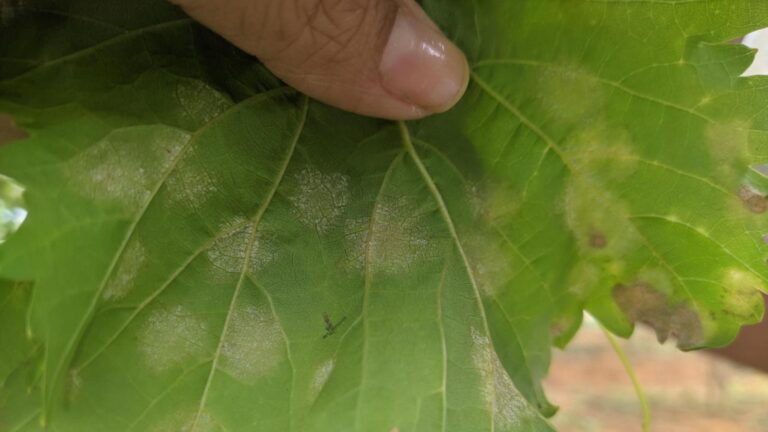Fungicidas Preventivos: Uma Estratégia Eficaz no Controle do Míldio Fungicidas Preventivos: Uma Estratégia Eficaz no Controle do Míldio