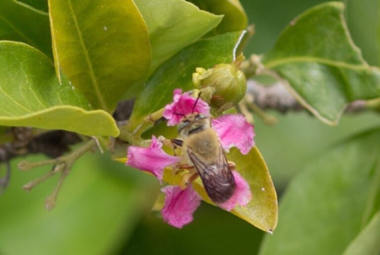 Manejo de Abelhas Nativas Potencializa Produção de Acerola em até 100% no Semiárido