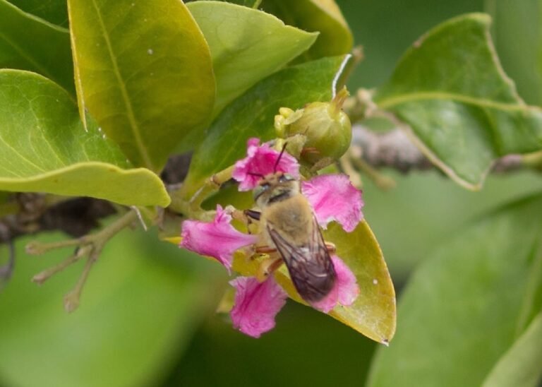 Manejo de Polinizadores Aumenta Produtividade da Acerola em Até 103% no Semiárido