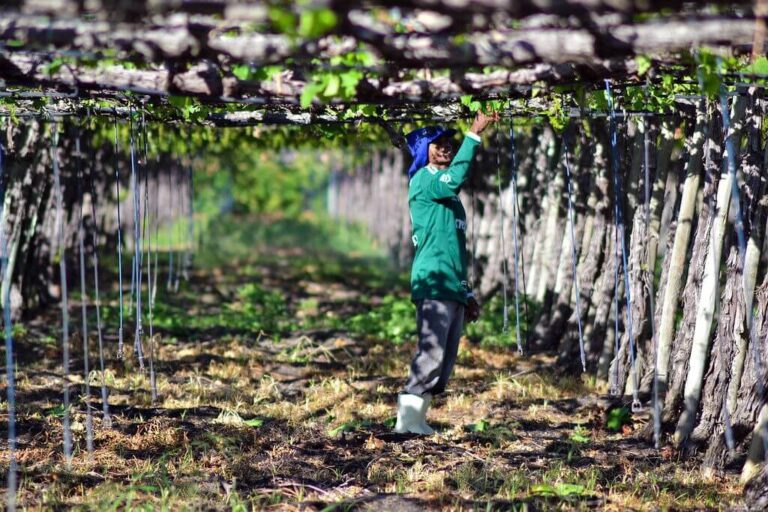 Petrolina: Um dos Principais Destinos do Brasil para Investimentos no Agronegócio
