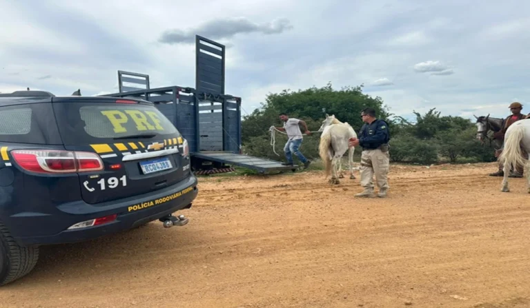 PRF Realiza Operação para Retirar Animais Soltos na BR-407 e Aumentar Segurança