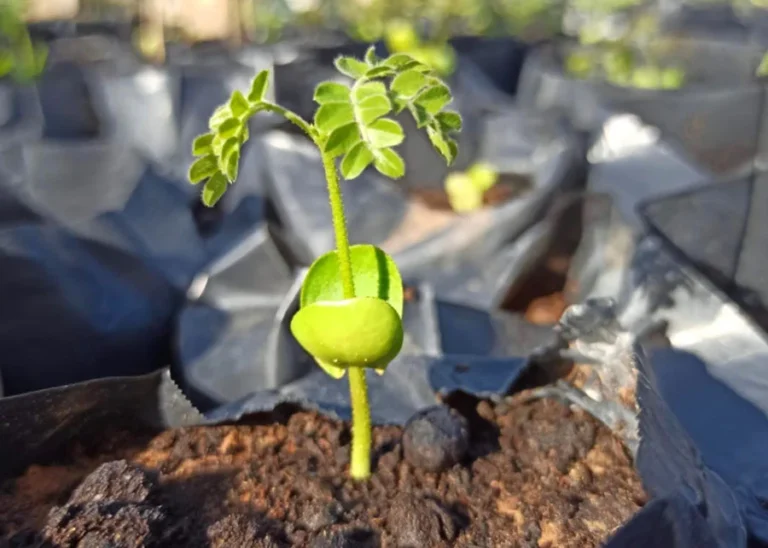 Água Salobra: Solução Inusitada para Reflorestamento da Caatinga