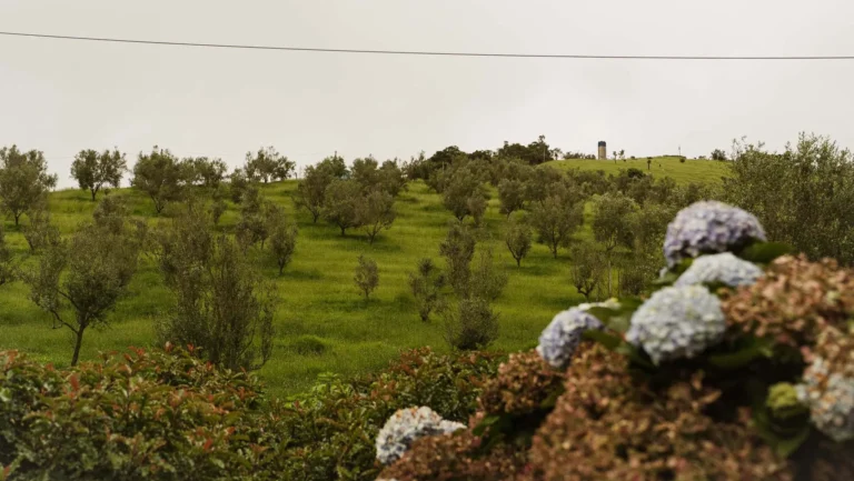 Olivoturismo: A Revolução do Turismo no Sul de Minas com a Produção de Azeite Olivoturismo: A Revolução do Turismo no Sul de Minas com a Produção de Azeite