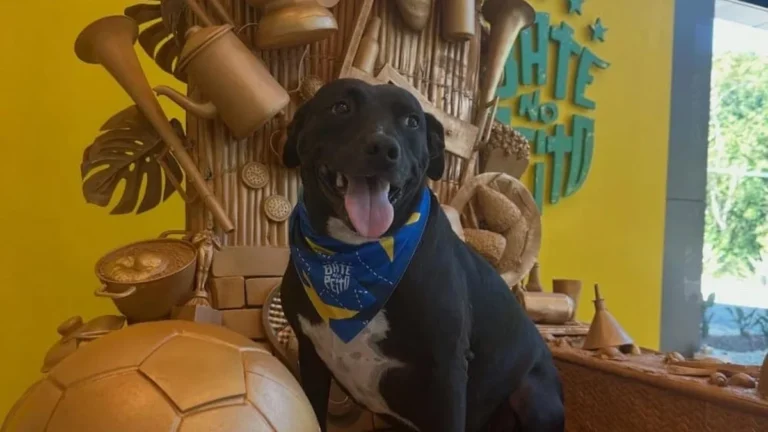 PJ, o Mascote Oficial da Seleção Brasileira: O Novo Amuleto da CBF PJ, o Mascote Oficial da Seleção Brasileira: O Novo Amuleto da CBF