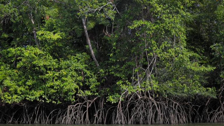 Carbono Azul: O Papel Vital do Oceano na Luta Contra as Mudanças Climáticas