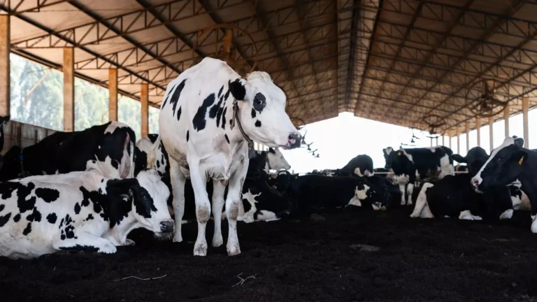 Danone Brasil intensifica Jornada de Impacto com metas ambiciosas para clima e agricultura até 2030